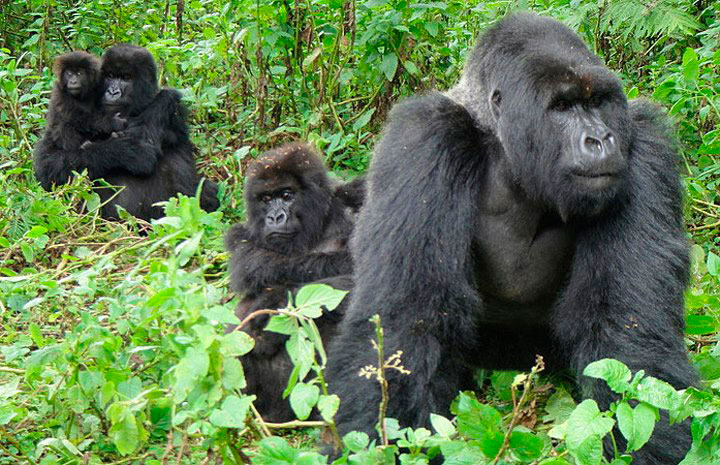 4 Days’ Gorilla Tracking and Batwa Cultural Experience in Bwindi National Park