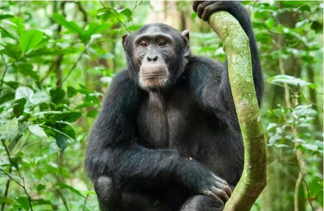 3 Days’ Safari to Kibale National Park for Chimpanzee Tracking