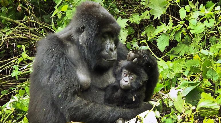 5 Days’ Safari to Mgahinga Gorilla National Park for Gorilla & Golden Monkey Tracking 