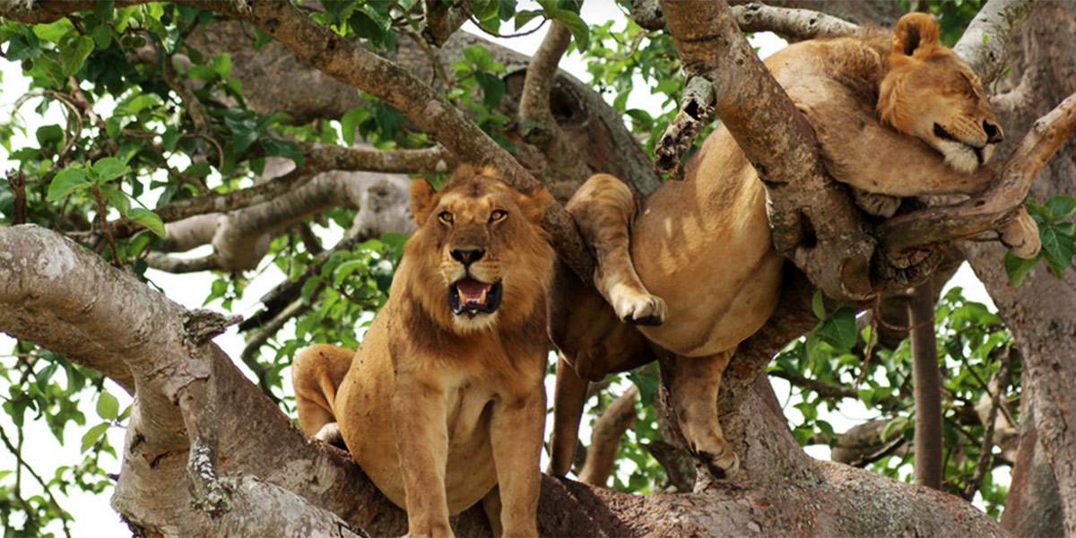 3 Days’ Safari to Queen Elizabeth National Park via Ishasha Sector 